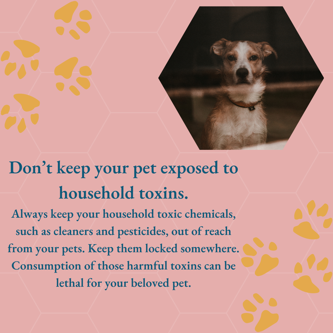Free Pet Care Instagram Post Template